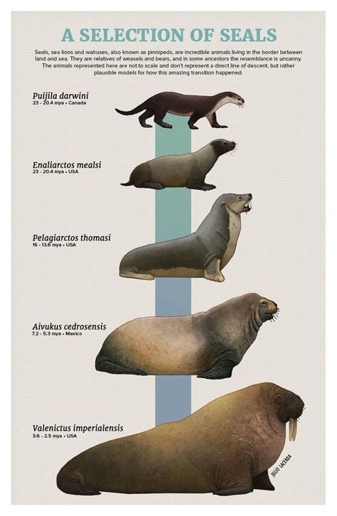 Pinniped Life History - ScienceDirect - muktibox.com