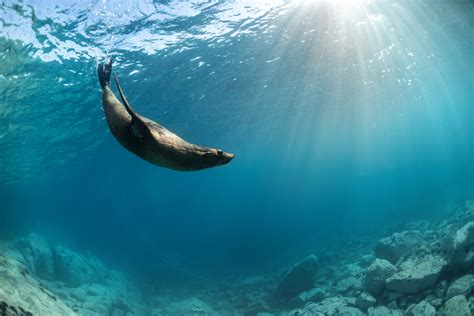 Pinnipeds | Educational Resources | SeaWorld - muktibox.com