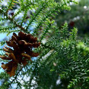 PINUS(Pinusmerkusii JunghetdeVriese)DAN ... - Neliti - raincitystudios.com