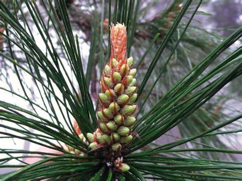 Pinus massoniana population dynamics: Driving species diversity … - raincitystudios.com