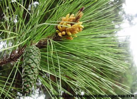 Pinus merkusii (Pinus) - Tanjung Pustaka SMA Negeri 7 Purworejo - raincitystudios.com