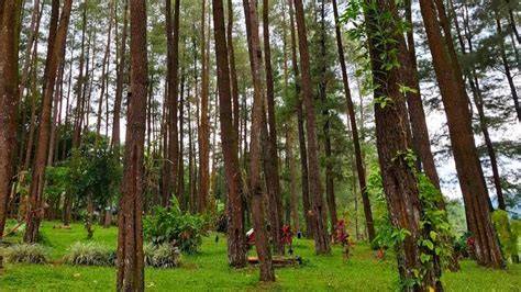 Pinus yang Menggiurkan - Perhutani - raincitystudios.com