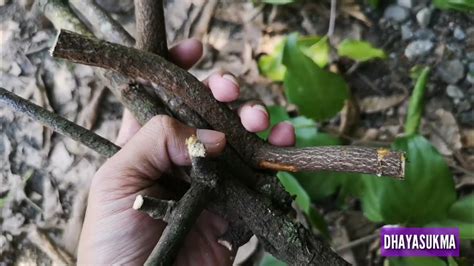 Pipa Rokok Aroma Mangga - wintechmobiles.com