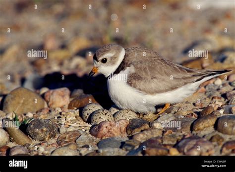 Piping Plover (Charadrius melodus) | U.S. Fish - wintechmobiles.com