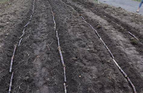 Pit Planting in sugarcane - AgriHunt - A Hunt for Agricultural Knowledge - raincitystudios.com