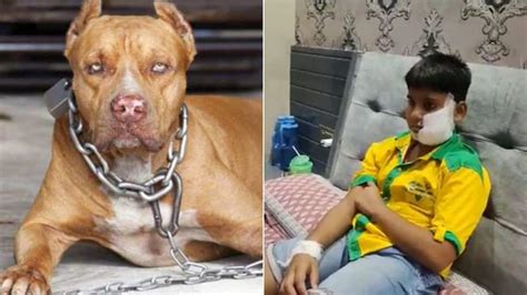 PITBULL KILL THE BOY IN INDIA..... Dangerous ATTACK ever