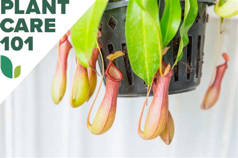 Pitcher Plant Care - Growing Different Types Of Pitcher … - raincitystudios.com
