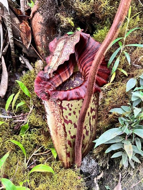 Pitcher Plant In Malay - muktibox.com