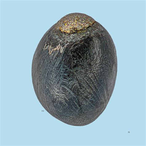 Pitter-patter of tiny micrometeorites on your roof - wintechmobiles.com