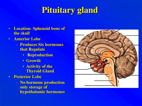 Pituitary Gland: What It Is, Function & Anatomy - muktibox.com