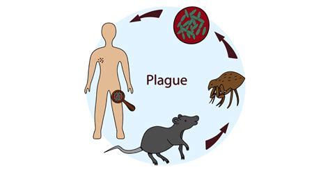 Plague (disease) - wintechmobiles.com