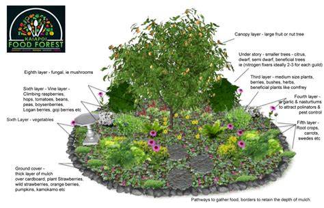 Plan Your Perfect Food Forest: A 7-Layer Design Guide - raincitystudios.com