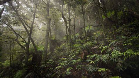 Plans to create 525,000 hectare Great Forest National … - raincitystudios.com