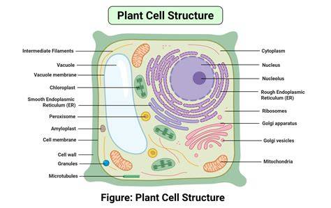Plant, Cell & Environment - Wiley Online Library - raincitystudios.com