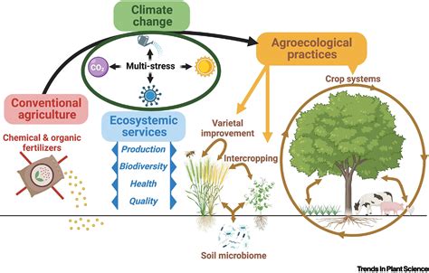 Plant, Soil and Environment: The temperature sensitivity of stable ... - raincitystudios.com