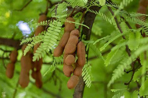 Plant a Tamarind Tree to Decorate Your Property (Part 3) - raincitystudios.com