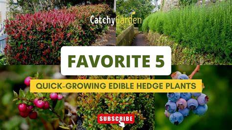 Plant an Edible Hedge! - The Survival Gardener - raincitystudios.com