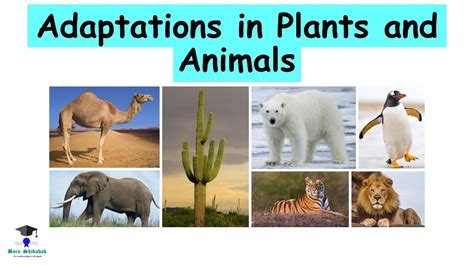 Plant and animal adaptations - Tropical rainforests - muktibox.com