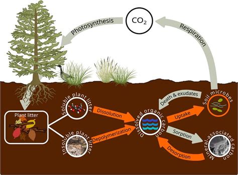 Plant and microbial-mediated soil organic carbon accumulation and ... - wintechmobiles.com