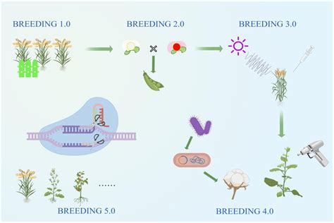 Plant breeding | History, Applications, & Methods | Britannica - muktibox.com