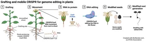 Plant breeding - Hybridization, Genetics, … - muktibox.com
