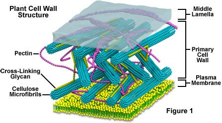 Plant cell wall architecture - Semantic Scholar - muktibox.com