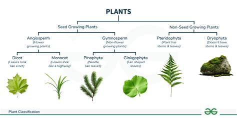 Plant Classification - Gymnosperms vs. Angiosperms - muktibox.com