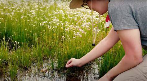 Plant Collection and Preservation | FWBG | BRIT … - raincitystudios.com