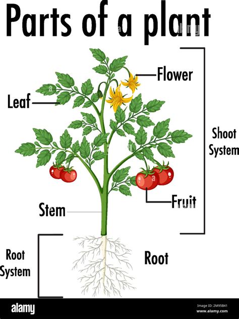 Plant Details - Information about Alstonia scholaris Plant - Gandhinagar - raincitystudios.com
