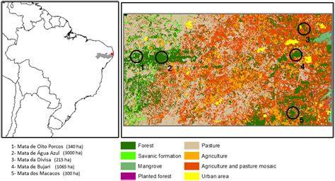Plant Diversity in the Montane Forest of Pernambuco - raincitystudios.com