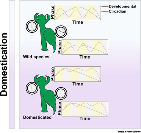 Plant domestication: setting biological clocks - wintechmobiles.com