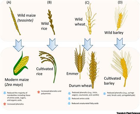 Plant Domestication and Crop Evolution - Cultural and Biological ... - wintechmobiles.com