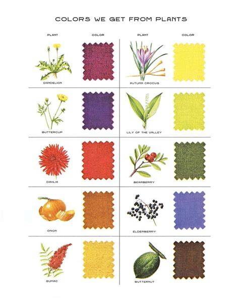 Plant Dye Color Chart - raincitystudios.com