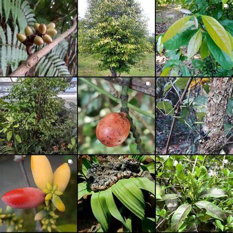 Plant Family: Gnetaceae – 44 Species in Genus Gnetum - raincitystudios.com