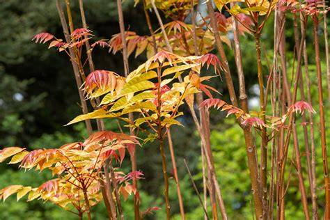 Plant FAQs: Toona Sinensis - Monsteraholic - raincitystudios.com