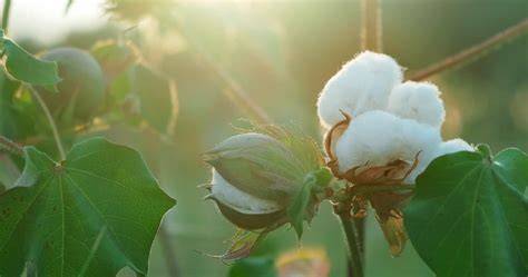 Plant Fibers (Cotton & Fiber Crops) - Textile Exchange - raincitystudios.com