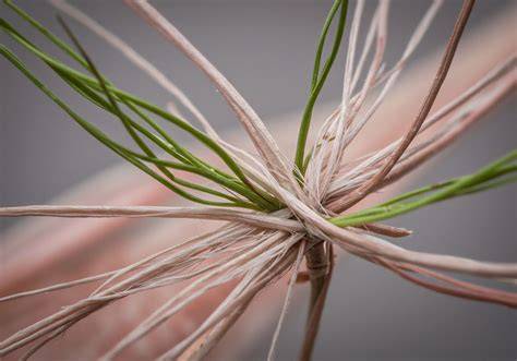 Plant Fibers - SewGuide - raincitystudios.com