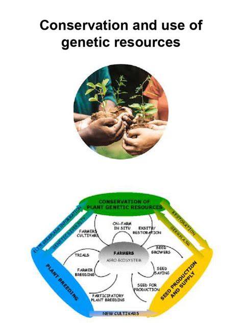 Plant Gene Banks: Conservation of Genetic Resources - raincitystudios.com