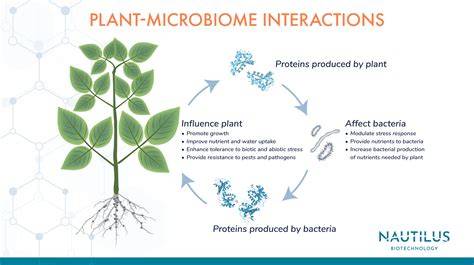 Plant grafting: Maximizing beneficial microbe-plant interactions - raincitystudios.com