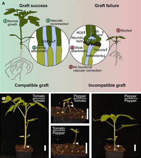 Plant grafting: Molecular mechanisms and applications - Cell Press - raincitystudios.com
