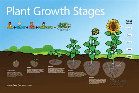 Plant growth &development1 | PPT - SlideShare - muktibox.com