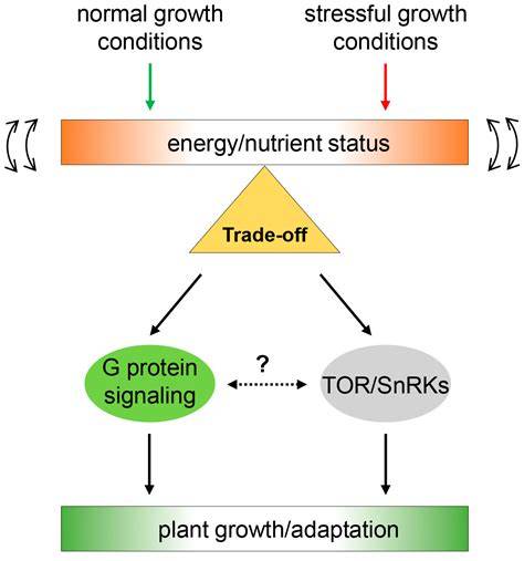 Plant Growth Regulation and Energy Signaling - Nature - raincitystudios.com