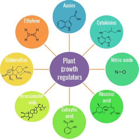 Plant Growth Regulators: An Overview - agrigyan.in - raincitystudios.com