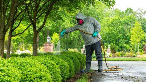 Plant Health Care | Old Growth Tree Service - raincitystudios.com