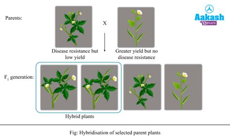 Plant hybridization - Latest research and news | Nature - muktibox.com