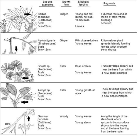 Plant Life Forms (Growth forms) - muktibox.com