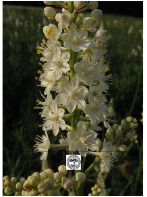 Plant List July 2021 - susan dye - raincitystudios.com