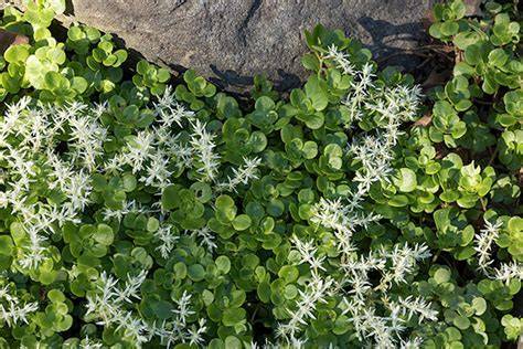 Plant Native Ground Covers & Make America Green Again - raincitystudios.com