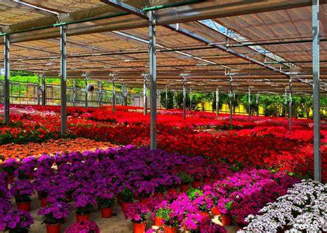 Plant nursery | PDF - SlideShare - raincitystudios.com