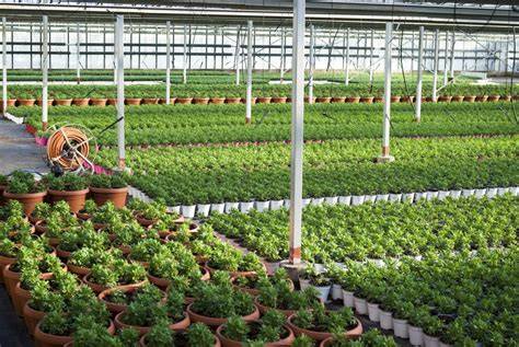 Plant Nursery Management - Central Arid Zone Research Institute - raincitystudios.com